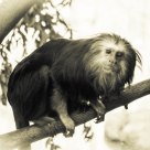 Golden-Headed Lion tamarin monkey