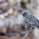 European Starling