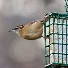 House Wren