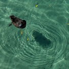 Duck and water