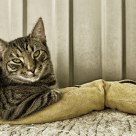 The tiring life of a cat