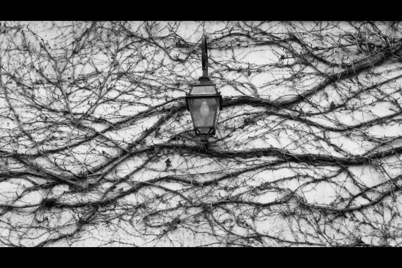 Light & Vines