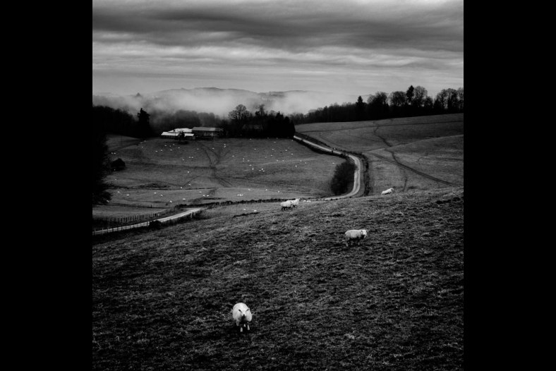 Sheep