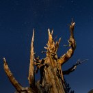 Basking in the Moonlight