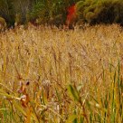 Long Grass Area
