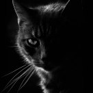 Horace