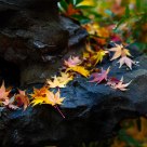 Maple Leaves