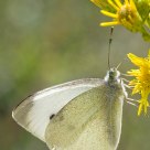 Mariposa