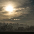Trees and Fog