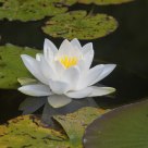 Water Lily