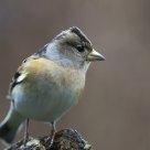 Brambling
