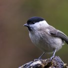 marsh tit