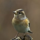 brambling
