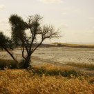 From flourish to desert