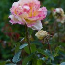 Pink Rose