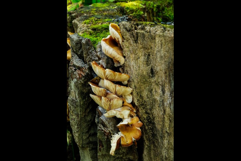 Mushrooms in Forest