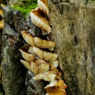 Mushrooms in Forest