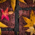 Autumn Leaves & Bricks