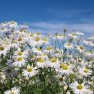 Daisies