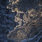 Silvery snow on a pine branch