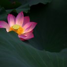 lotus