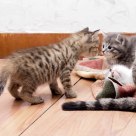 Kitty