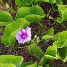 HAWAIIAN FLOWER