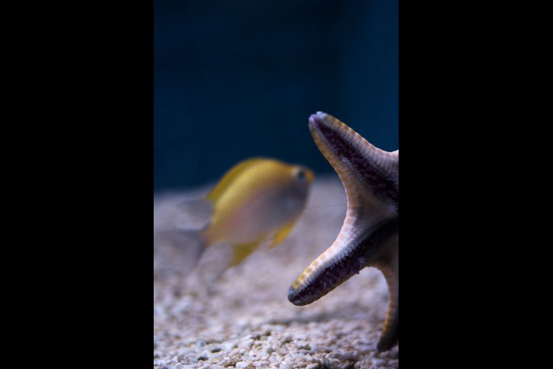 Star & Fish
