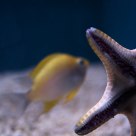 Star & Fish