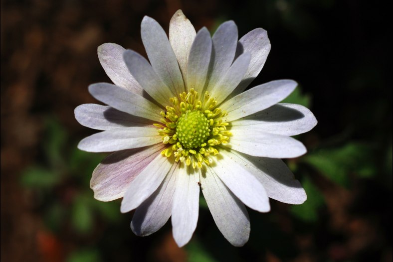 White flower
