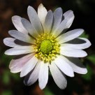 White flower
