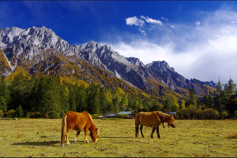 Horse in the field