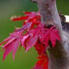 Red leaves