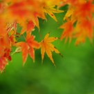 Red and green