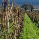 vignoble d'alsace