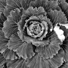 Cabbage