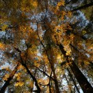 Hailuo forest