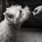 Treat Time!