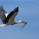 Ciconia ciconia
