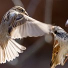 Fighting for food
