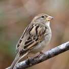 House Sparrow