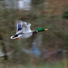 Mallard at speed  