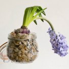 Hyacinth