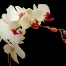 Orquidee