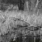 Dead tree II