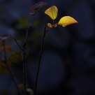 Autumn Leaf 