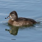 Female Ring-necked Duck