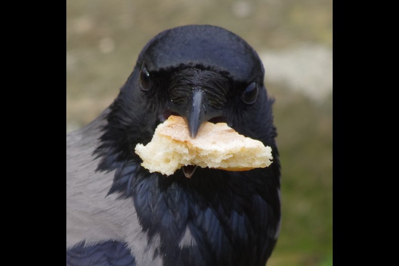 The Bread is MINE !!!!! Hooded Crow (Cornacchia Grigia)