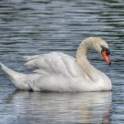 Swan
