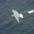 Seagull